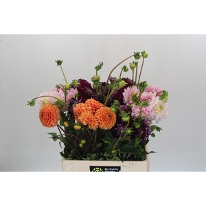 Dahlia Gemengd in fust