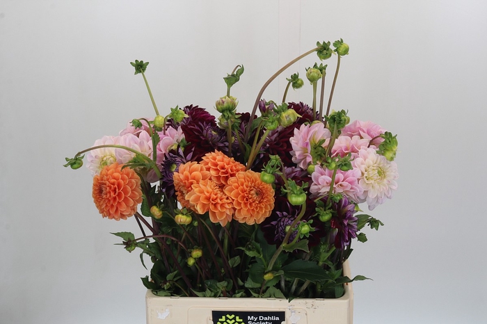 Dahlia Gemengd in fust
