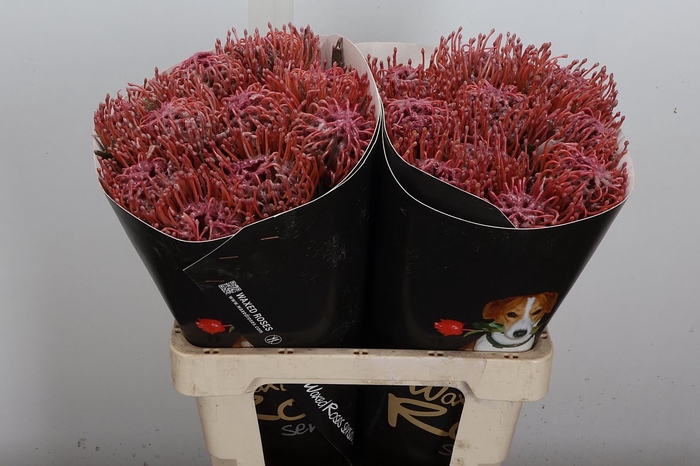 <h4>Protea Leuco Ov</h4>