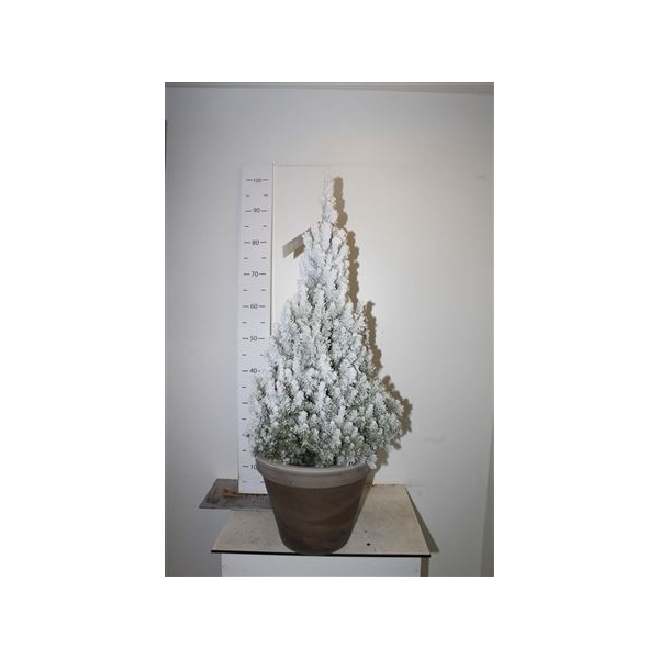 <h4>Picea Gl December Snow Keramiek</h4>