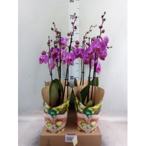 Phalaenopsis   ...lilac