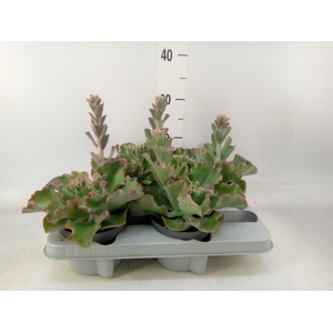 Echeveria   ...