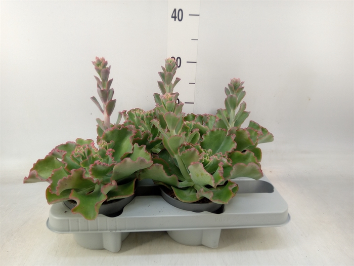 <h4>Echeveria   ...</h4>