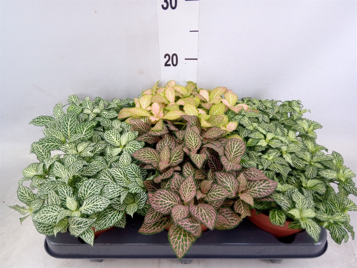 <h4>Fittonia   ...mix</h4>