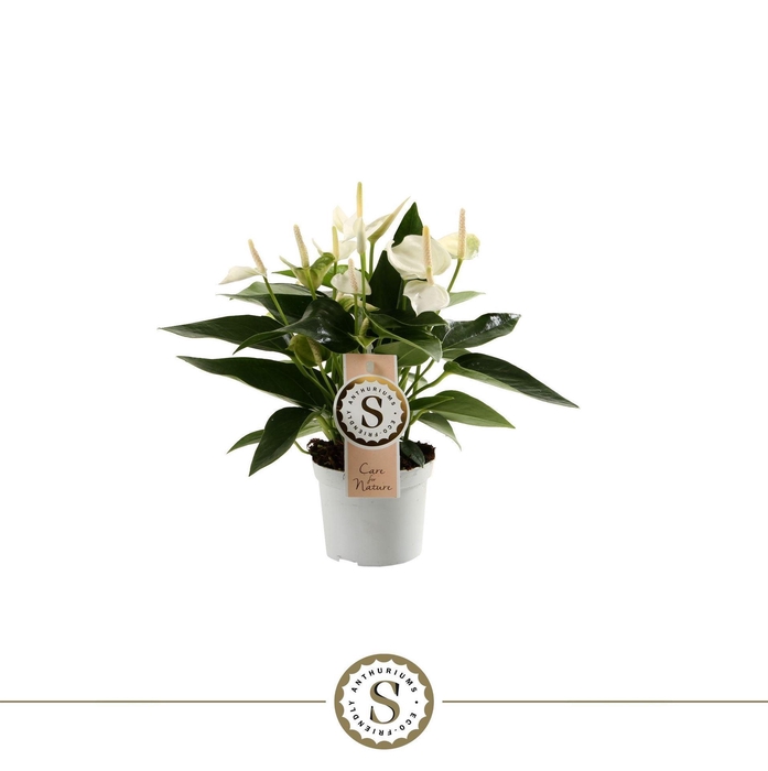 <h4>Anthurium andr. 'White Champion'</h4>