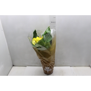 ANTHURIUM COLOURS AMARELO P17