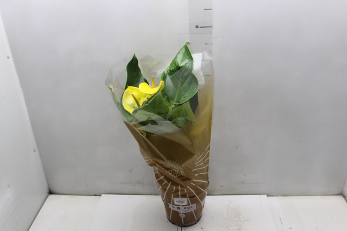 ANTHURIUM COLOURS AMARELO P17