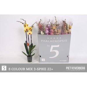 PHAL GEM 8 KL