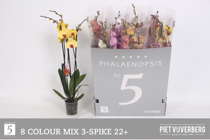 <h4>PHAL GEM 8 KL</h4>