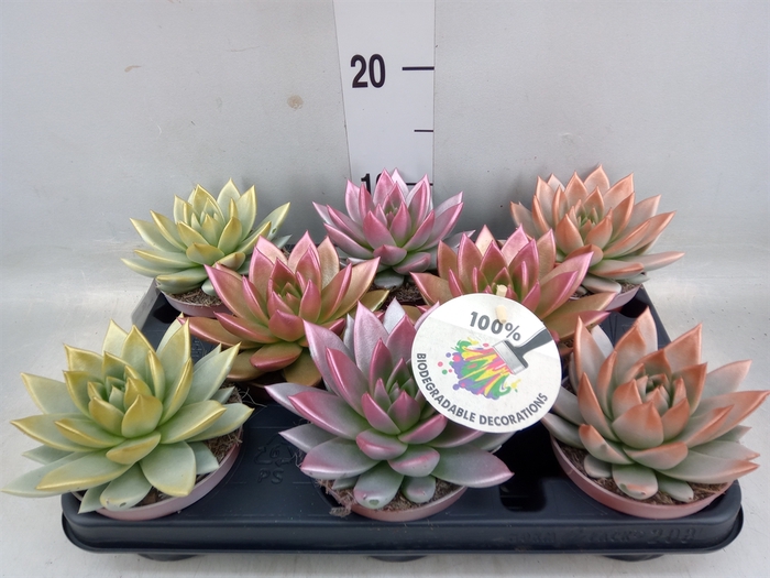 <h4>Echeveria  'Miranda'</h4>