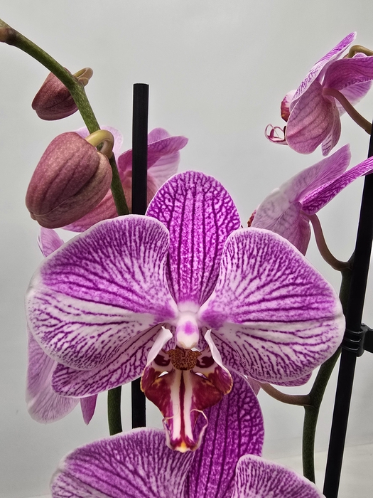 <h4>Limited 12 week 19</h4>