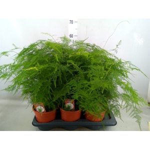 Asparagus setaceus