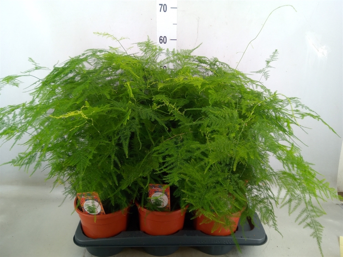 <h4>Asparagus setaceus</h4>