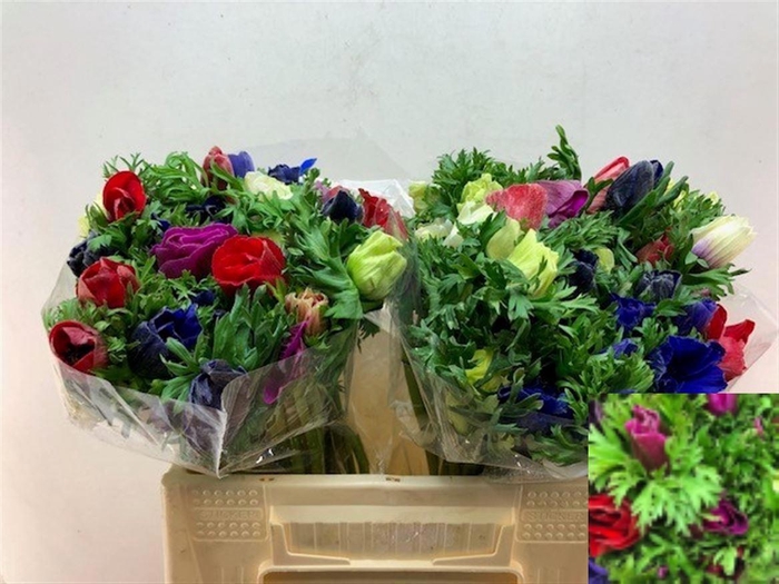 <h4>ANEM GEM BS</h4>