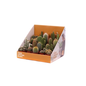 Cactus mix 5,5 cm in showdoos your lifetime plant