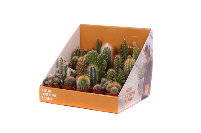 <h4>Cactus mix 5,5 cm in showdoos your lifetime plant</h4>
