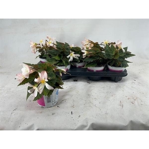 Begonia Waterfall Pearl Falls