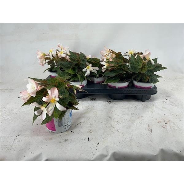 <h4>Begonia Waterfall Pearl Falls</h4>