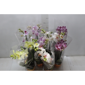 PHALAENOPSIS MINI P09 2 HT