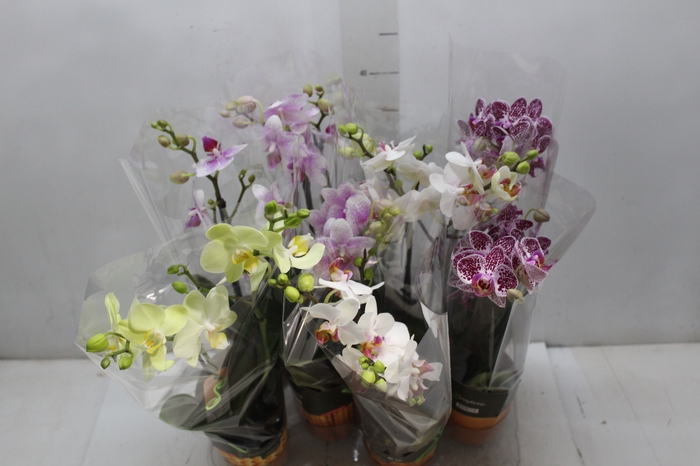 <h4>PHALAENOPSIS MINI P09 2 HT</h4>