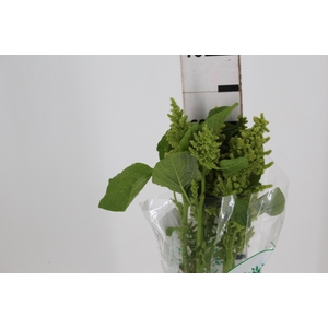 AMARANTHUS RETROFLEXUS 060 CM VERDE