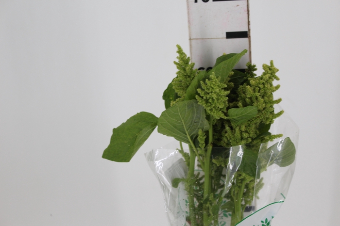 <h4>AMARANTHUS RETROFLEXUS 060 CM VERDE</h4>