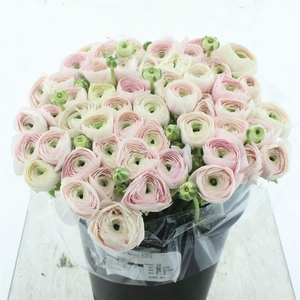 Ran Su Sr Hanoi Extra