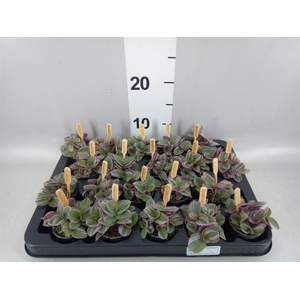 Tradescantia cerinth. 'Sweetness'