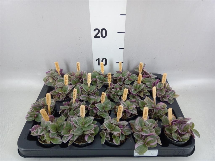 <h4>Tradescantia cerinth. 'Sweetness'</h4>