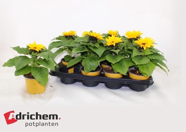 <h4>HELI SUNSATION</h4>