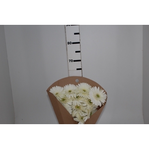 GERBERA SNOWBALL > 10 CM DIAM < 050 CM BRANCO