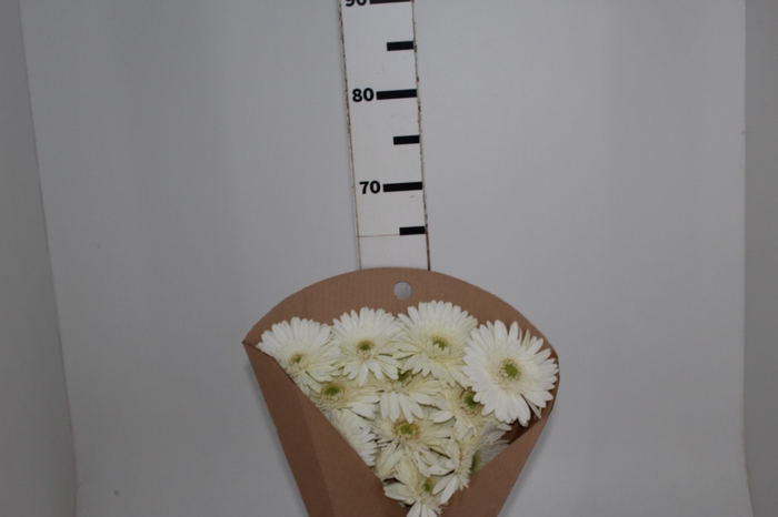 <h4>GERBERA SNOWBALL > 10 CM DIAM < 050 CM BRANCO</h4>