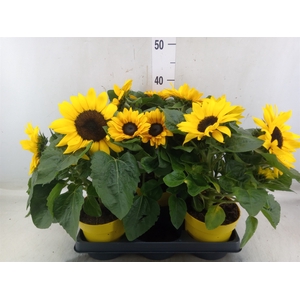 Helianthus an.   ...