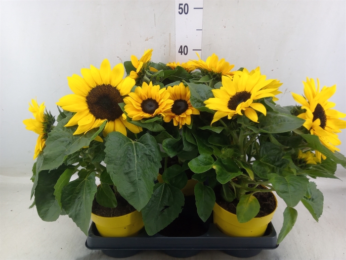 <h4>Helianthus an.   ...</h4>