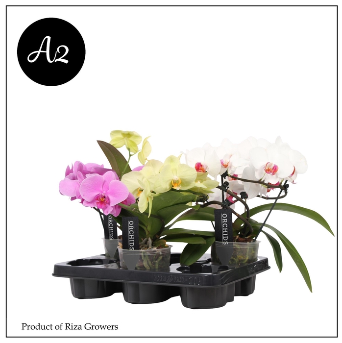 <h4>Phalaenopsis A2 Muse Mix – 12cm</h4>