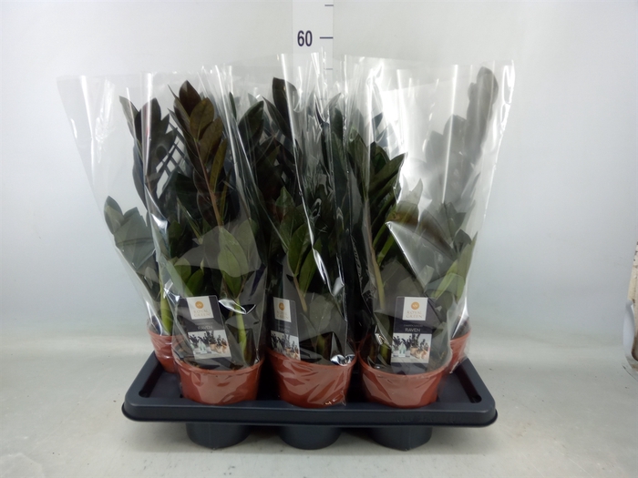 <h4>Zamioculcas zamiifolia 'Dowon'</h4>