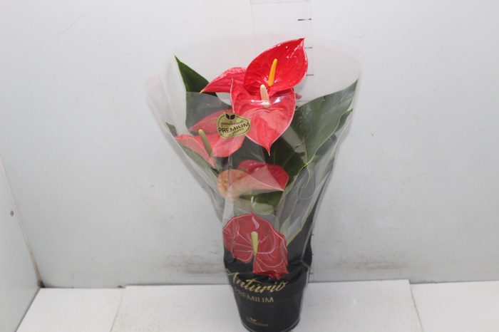 <h4>ANTHURIUM MICHIGAN P17 PREMIUM</h4>