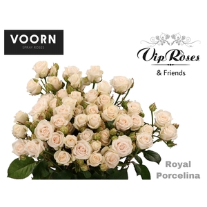 R TR ROYAL PORCELINA