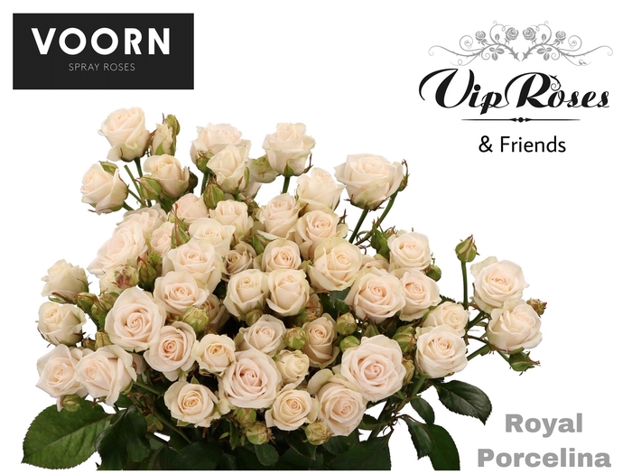 R TR ROYAL PORCELINA