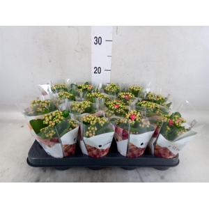 Kalanchoe blos. 'RosDon Nando'