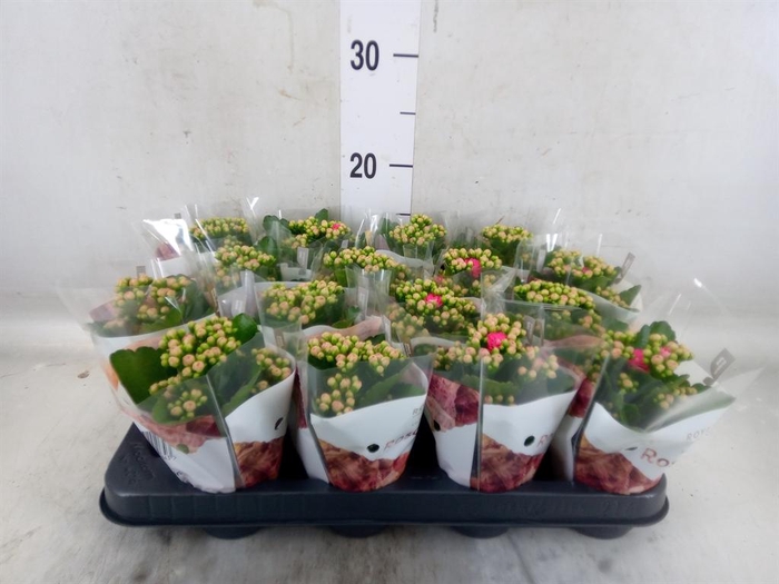 <h4>Kalanchoe blos. 'RosDon Nando'</h4>