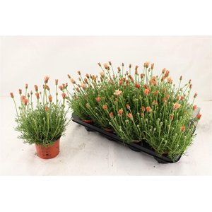 Rhodanthemum hosmariense 'Zagora Orange'