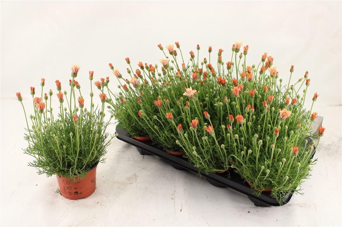 <h4>Rhodanthemum hosmariense 'Zagora Orange'</h4>