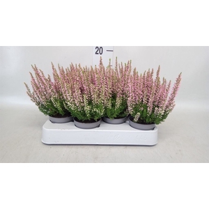 Calluna vulg. 'Beauty L Renate'