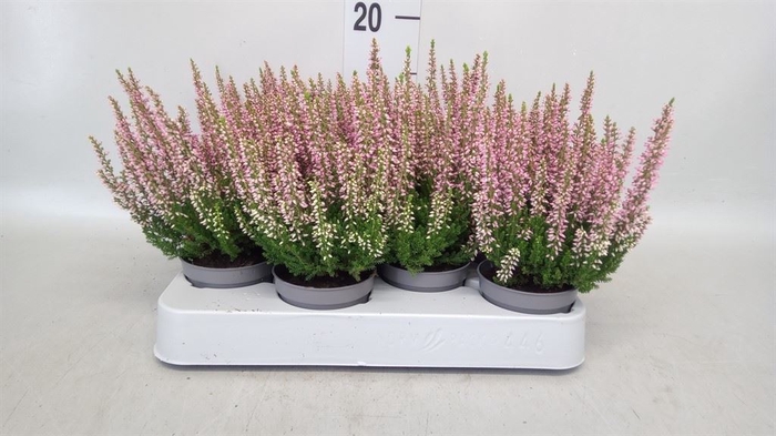 <h4>Calluna vulg. 'Beauty L Renate'</h4>