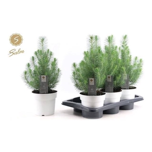 Pinus Silver Crest