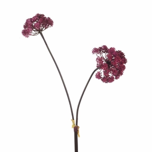 AF Angelica x2 L116cm Magenta
