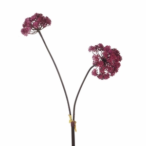 AF Angelica x2 L116cm Magenta
