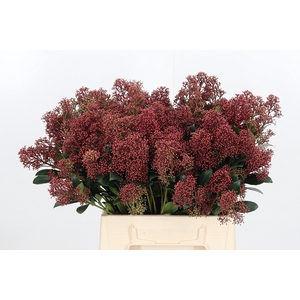 Skimmia Rubella