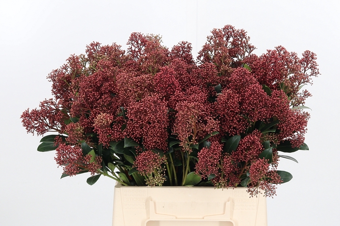 <h4>Skimmia Rubella</h4>